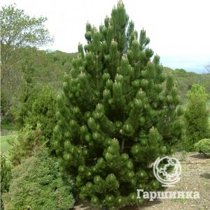 

Сосна белокорая Сателлит