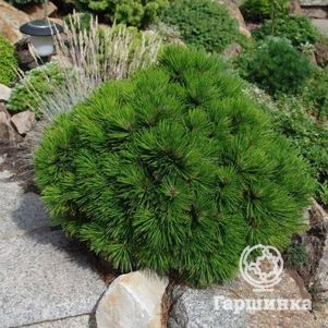 

Сосна белокорая Шмидта