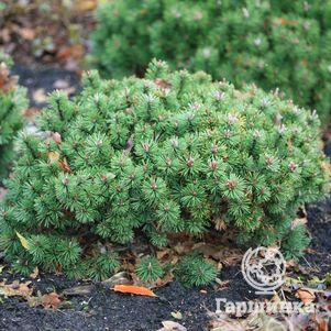 

Сосна горная Хампи