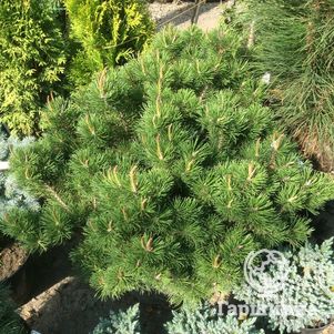 

Сосна горная Клостергрюн