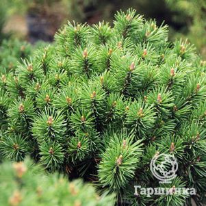 

Сосна горная Мумпиц