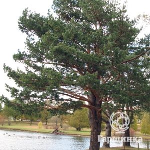 

Сосна обыкновенная