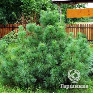 

Сосна Веймутова Радиата