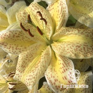 Лилия Тайгермун восточная