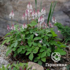 

Тиарелла Пинк Скайрокет