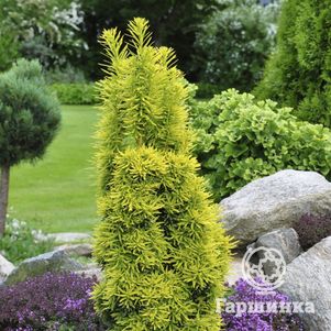 

Тис ягодный Давид