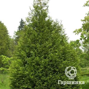 

Туя Атровиренс складчатая