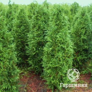 

Туя Эксцелса складчатая