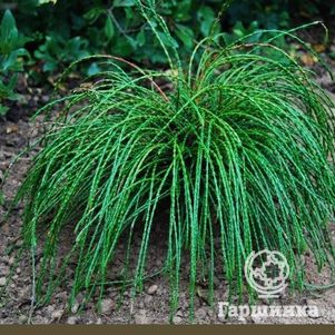 

Туя Випкорд складчатая