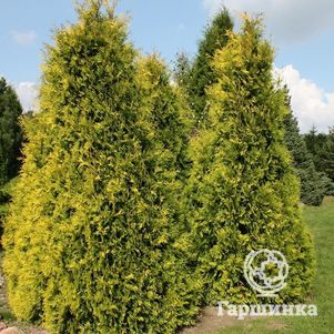 

Туя западная Еллоу Риббон