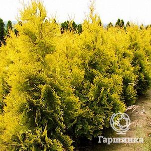 

Туя западная Салланд