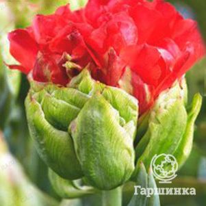 

Тюльпан Дабл Кросби махровый 5шт.