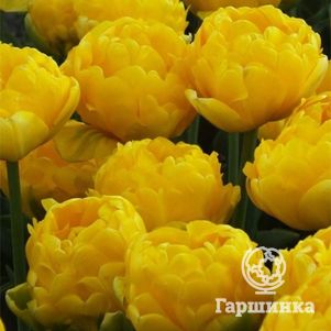 

Тюльпан Елоу помпонет махровый 5шт