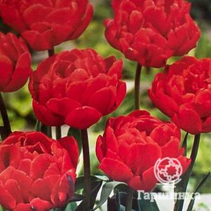 

Тюльпан Ларго махровый ранний 5шт