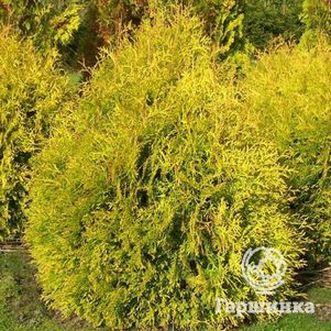 

Туя западная Рейнголд