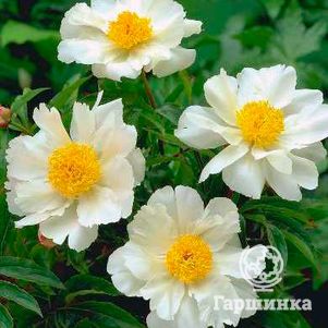 

Пион Уайт Вингс