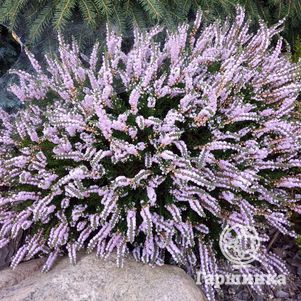 

Вереск Раднор