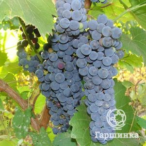 

Виноград Неретинский неукрывной