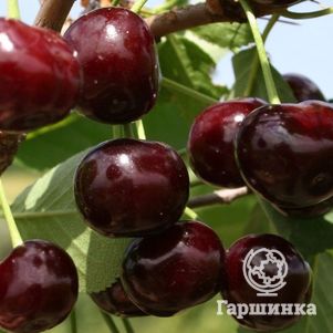 

Вишня Харитоновская