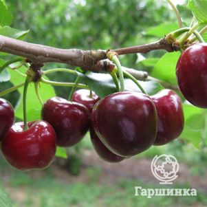 

Вишня Морозовка