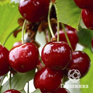 

Вишня Норд Стар