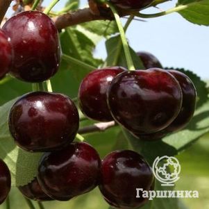 

Вишня Путинка