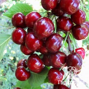 

Черешня Тютчевка