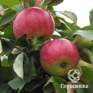 

Яблоня Родниковое