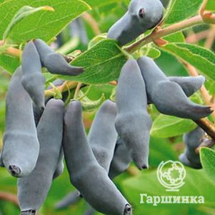 

Жимолость Бакчарский Великан