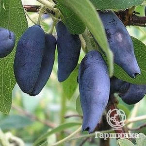 

Жимолость Камчатская