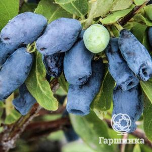 

Жимолость Томичка