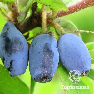 

Жимолость Виола