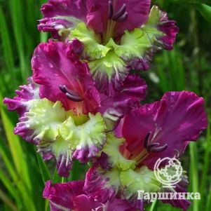 

Гладиолус Лесная нимфа