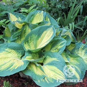 

Хоста Дрим Вивер (ML)