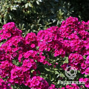 

Флокс Рейвинг Бьюти метельчатый