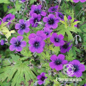 

Герань садовая Энн Томпсон