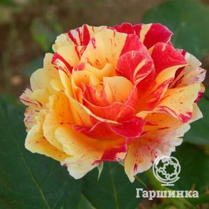 Роза Камиль Писсарро флорибунда, Топалович (лиц)