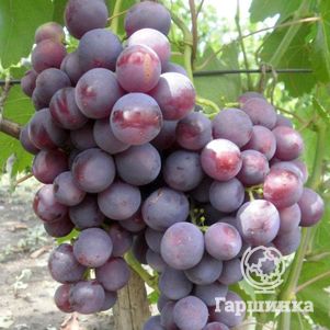 

Виноград Рошфор столовый