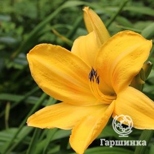 

Лилейник Чикаго Санрайз