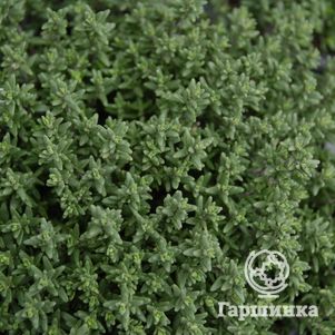 

Тимьян Фаустини