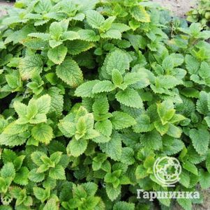 

Мелисса Фит