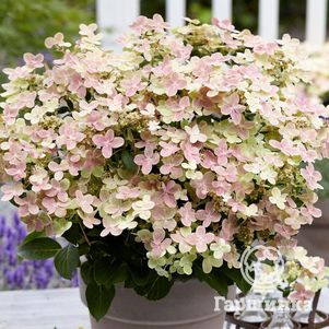 

Гортензия Полистар (Полярная звезда) метельчатая