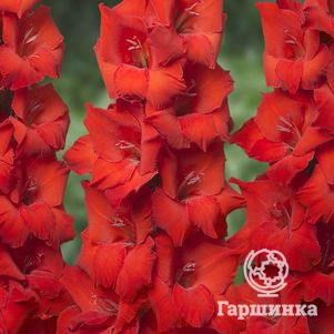 

Гладиолус Красный гигант