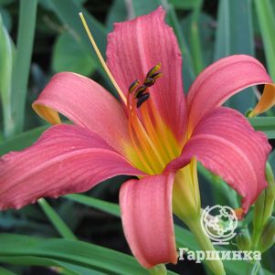 Лилейник Пинк Дамаск