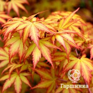 Клен Сангокаку