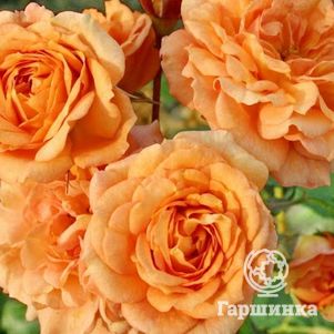 Роза Бентхаймер Голд флорибунда, Топалович (лиц)