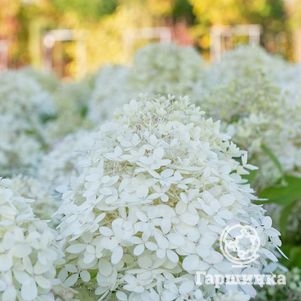 

Гортензия Роял Фловер (Королевский цветок) метельчатая