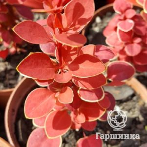 Барбарис Тунберга Чикита