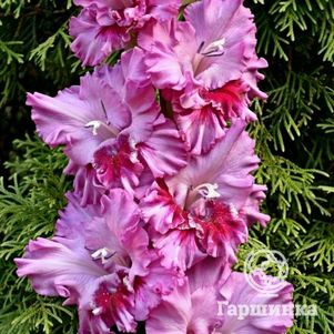 

Гладиолус Мана Милуне