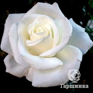

Роза Элоджиан чайно-гибридная, Imperial Rose